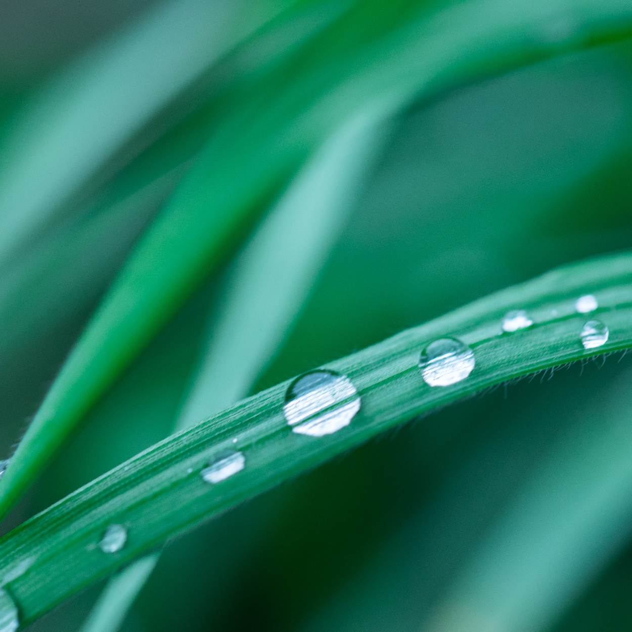 低 温露珠 _ 画板 1